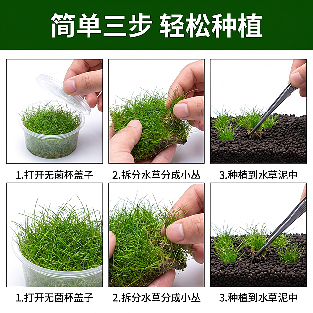 [主图 8] 迷你牛毛水草种植步骤展示
[氛围风格] 清晰直观教程风格
[画质] 商业摄影质感，清晰干净，步骤明确。
[元素] 三分格拼图展示基础种植三步：1. 打开无菌杯盖子，2. 拆分水草分成小丛，3. 种植到水草泥中。每格对应一个步骤，每格都保持迷你牛毛水草外观和原图一致。背景整体纯白色。
[光影] 每个步骤光照均匀一致，清晰展示每个操作细节。
[配色] 纯白背景，绿色主体，深色文字，清晰对比。
[文字版式] 每个小图下方标注对应步骤序号和文字说明，顶部大标题「简单三步 轻松种植」深绿色粗体居中。
[比例分辨率] 1:1 比例，2k分辨率，超高清。
[负向提示词] 变形，水印，文字错乱，产品模糊，背景杂乱