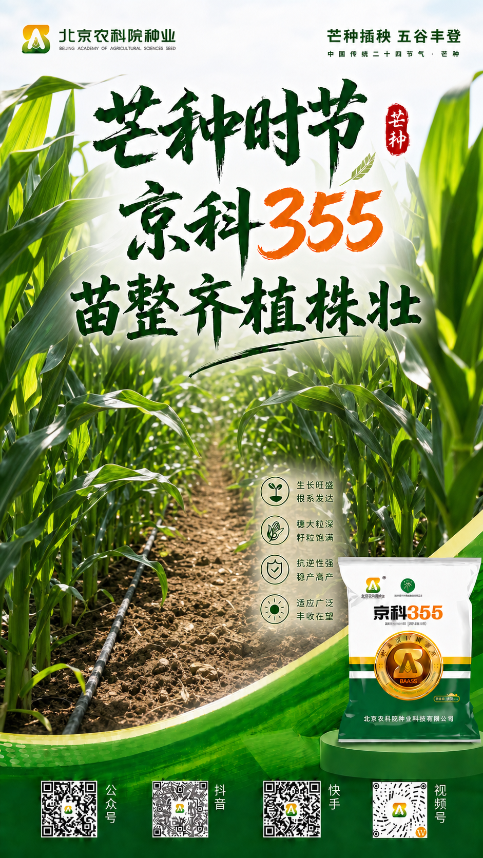 将海报背景替换为这张真实的玉米田实拍背景，保留海报上所有文字内… - 图片创意预览