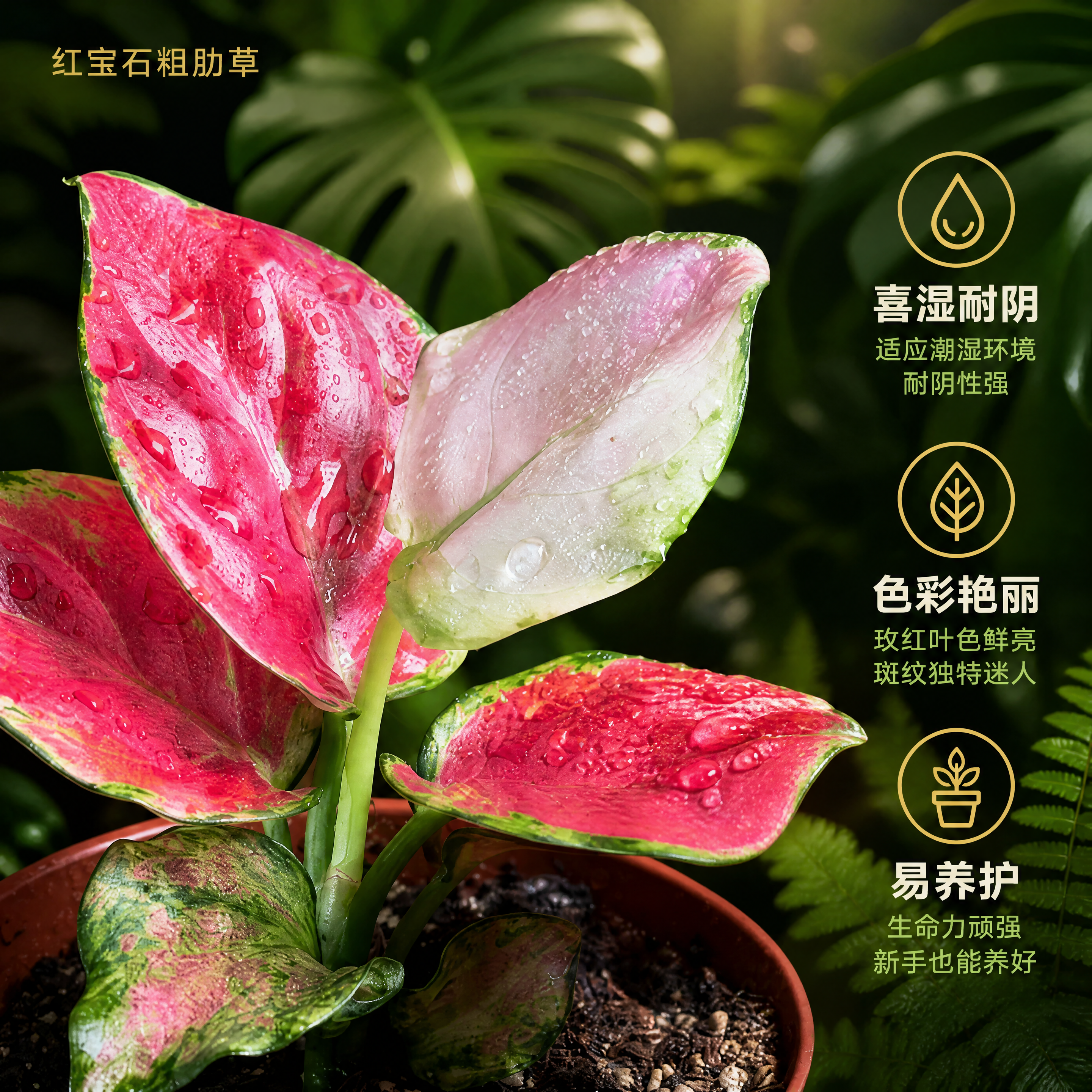 [主图-2] 红宝石粗肋草盆栽电商主图，叶片细节特写卖点图，唯… - 图片创意预览