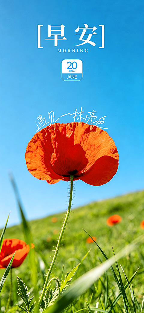 花卉早安日签｜每日正能量朋友圈打卡海报 简约励志温馨治愈