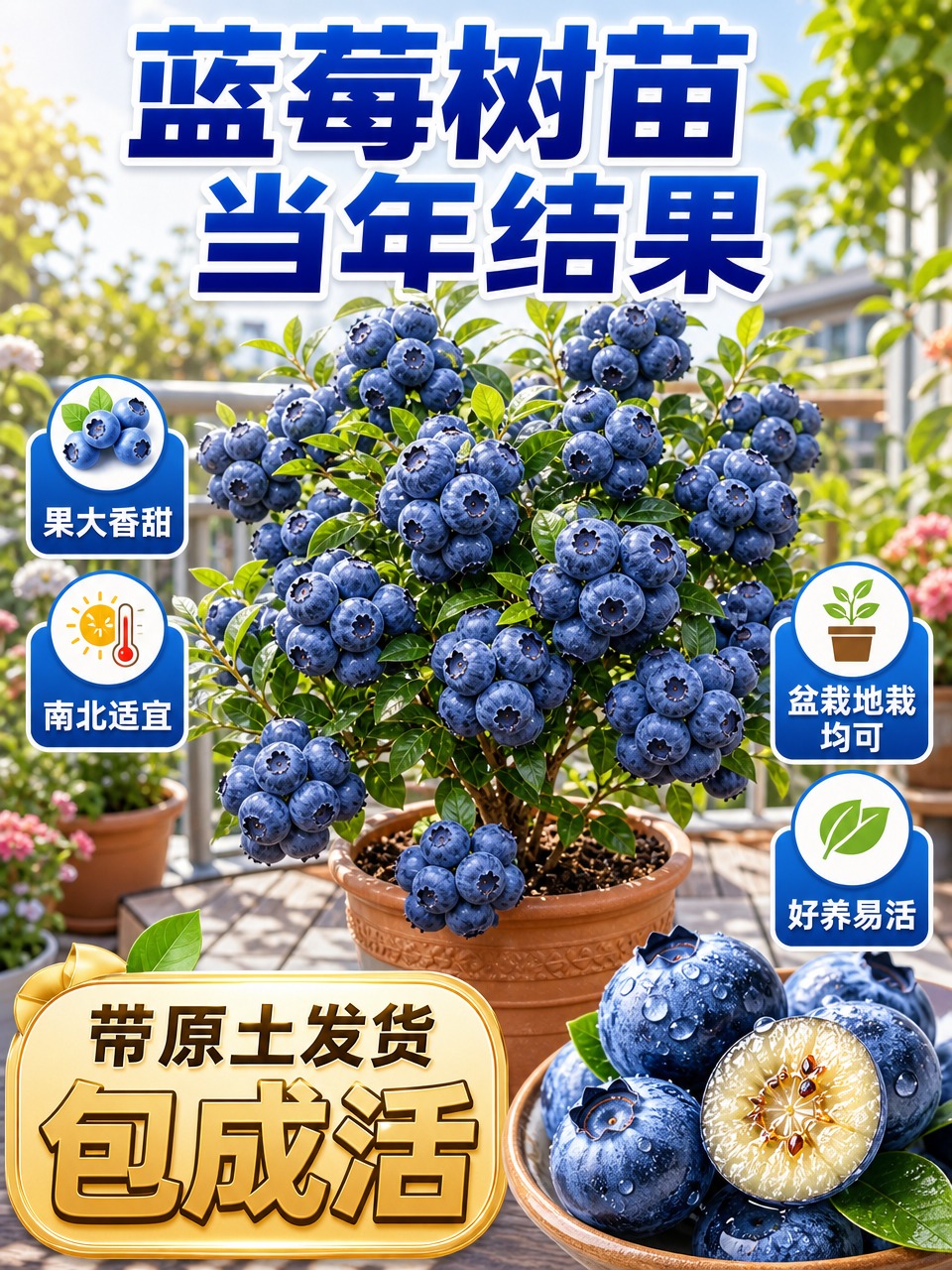 淘宝天猫电商主图，3:4竖版，蓝莓树苗盆栽商品主图。画面中心是… - 图片创意预览