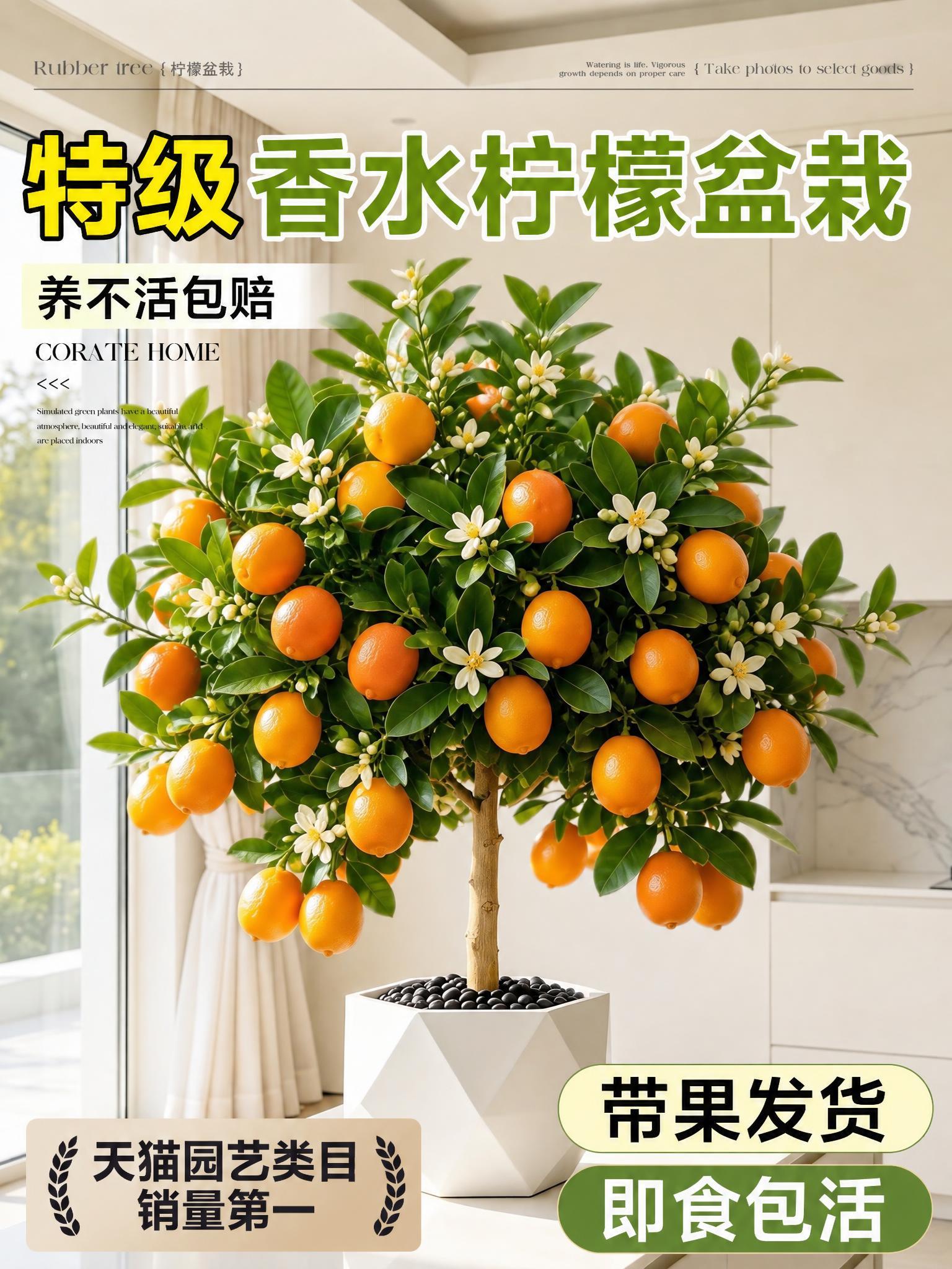 将图中的柠檬盆栽替换为金桔盆栽，金桔果实饱满呈橙黄色，保留原有… - 图片创意预览