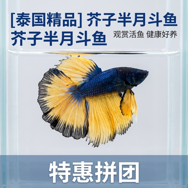 [主图 1] 芥子泰国半月斗鱼商品首图
[氛围风格] 简约高清水族风格，突出斗鱼本身，性价比展示
[画面元素] 商业摄影质感、光线柔和通透、产品清晰真实、画面干净高级。芥子泰国半月斗鱼在画面中央展示，预览效果