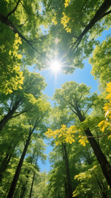从下往上仰望视角拍摄的茂密森林场景，画面中心是明亮的阳光透过枝叶缝隙洒落，形成耀眼的光斑，四周环绕着高耸的树木，树干挺拔，枝叶繁茂，呈现出蓬勃的生机。整体色调以翠绿和金黄为主，绿色的叶子在阳光的照射下显得透亮，部分叶子呈现出明亮的金黄色，营造出温暖而清新的氛围。光线从树冠上方照射下来，在枝叶间形成斑驳的光影效果，天空呈现出清澈的蓝色，与树叶的绿色形成鲜明的对比。画面构图饱满，树木的枝干向四周延……预览效果