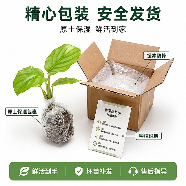 [主图-8] 青苹果竹芋苗包装发货 安全到家。
[氛围风格] 白底专业靠谱风 真实包装展示 商业产品摄影质感。
[画质] 商业摄影质感 光线柔和通透 产品清晰真实 画面干净高级 超高清细节。
[元素] 画面主体展示青苹果竹芋苗的发货包装状态 左侧是一株带土球的青苹果竹芋苗 用透明保鲜膜包裹土球保湿 右侧是打开的快递纸箱 内部有缓冲填充物 旁边放着种植说明卡片 背景纯白色 商品主体占比约65%。保持青苹果竹芋苗外观与输入产品图绝对一致 杜绝任何变形和色差 包装材料真实自然。
[光影] 顶部均匀柔光 侧光勾勒包装轮廓 底部有柔和投影 整体光线明亮均匀 细节清晰。
[配色] 主色翠绿 纸箱棕 包装透明 背景纯白 文字深绿与橙色。
[视角构图] 45度俯视角度 主体居中 左右分布平衡 四周留白均匀。
[文字版式] 顶部主标题 精心包装 安全发货 深绿色大号粗体居中 副标题 原土保湿 鲜活到家 黑色中号 下方用引线分别指向不同部位标注 原土保湿包裹 指向土球 缓冲防摔 指向纸箱填充物 种植说明 指向卡片 底部通栏浅绿底 三个服务承诺横向排列 鲜活到手 坏苗补发 售后指导 白字加粗 文字清晰不遮挡主体。
[输出要求] 1:1比例 文字清晰可辨 超高清商业摄影质感。
[负向提示词] 变形 文字错乱 产品模糊 背景杂乱 水印 电商平台Logo 人手 花盆。