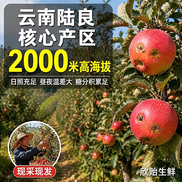 拼多多电商主图第三张，产地溯源果园场景。画面展示大片苹果园，挂满红黄色红露苹果的果树成排延伸，阳光洒在果园里，绿意盎然充满生机。前景枝头几颗带雹伤的红苹果清晰可见，背景虚化的果园纵深。上方大字“云南陆良 核心产区”，白色粗体字配深色半透明底。中间数字“2000米高海拔”大号黄色字体突出。下方小字“日照充足 昼夜温差大 糖分积累足”。左下角农民采摘苹果的小图插图，配文“现采现发”。右下角“欣贻生鲜”水印。1:1正方形，真实果园摄影风格，自然光线，产地信任感强，突出助农产地直供。
