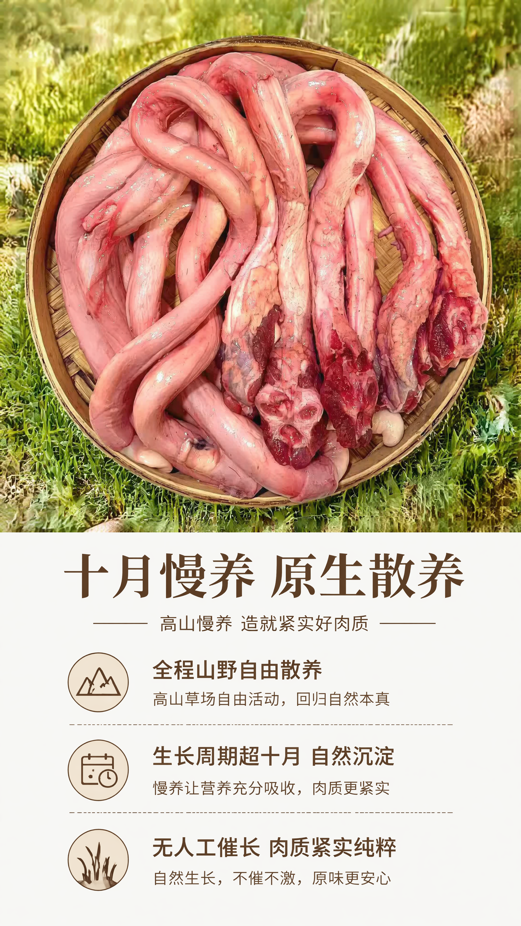 [第3屏] 生长放养特质篇，介绍高山慢养散养优势。本屏使用【图… - 图片创意预览