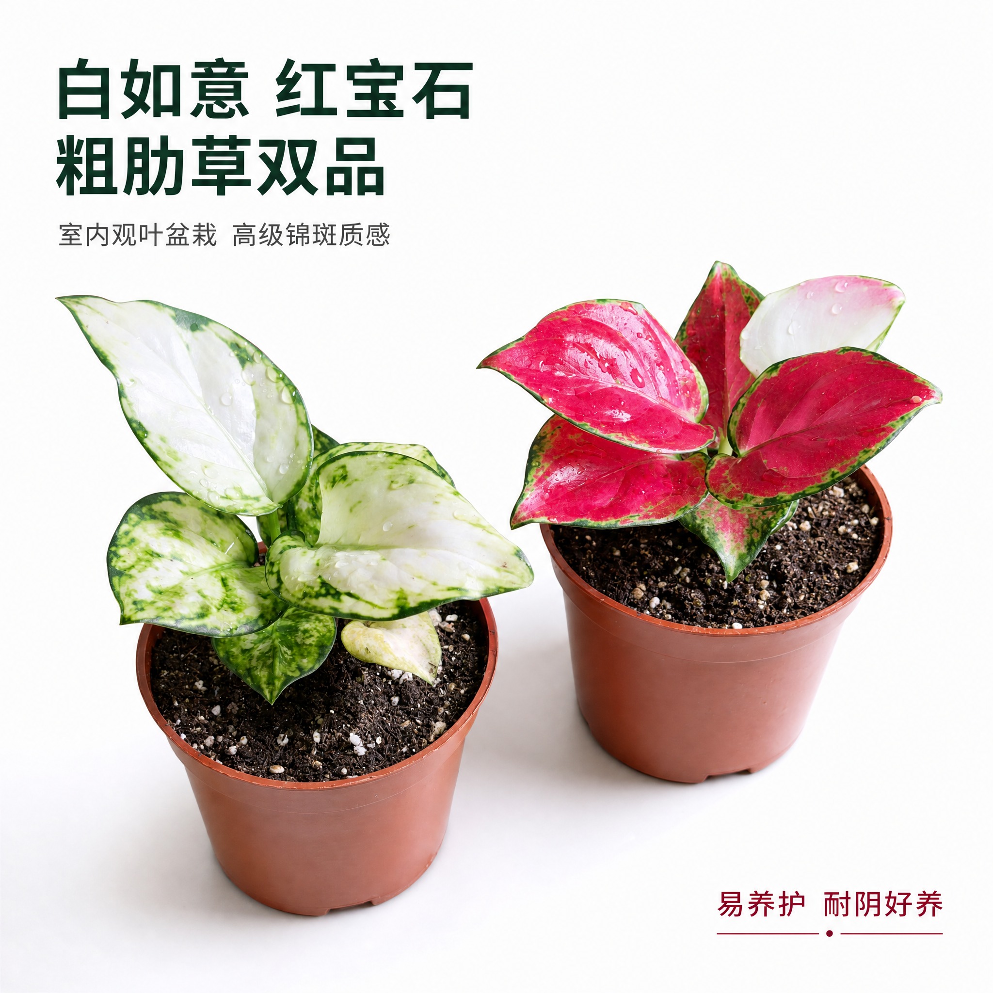[主图-1] 双品英雄主图：白如意粗肋草与红宝石粗肋草并列展示… - 图片创意预览