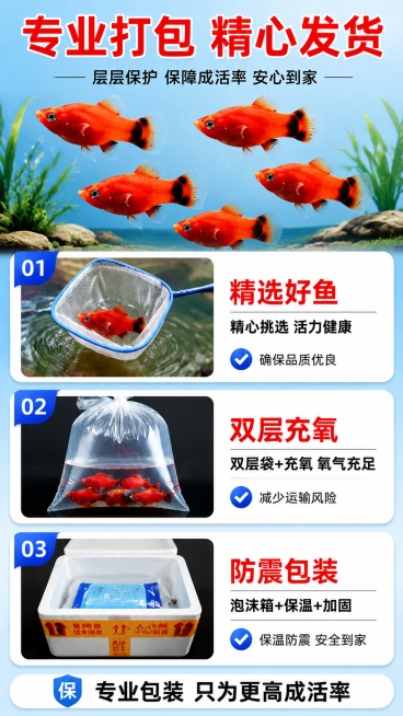 [第7屏] 打包发货流程展示，说明专业包装保障成活率。本屏使用【图2】作为产品参考。
[氛围/风格] 清晰说明风格，专业可靠，消除买家顾虑。
[元素布局] 画面分三步展示打包流程：1. 选鱼捞鱼，2.预览效果
