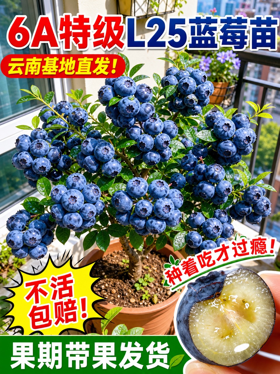 淘宝天猫电商主图，3:4竖版，商品为特级蓝莓大苗盆栽，画面主体… - 图片创意预览