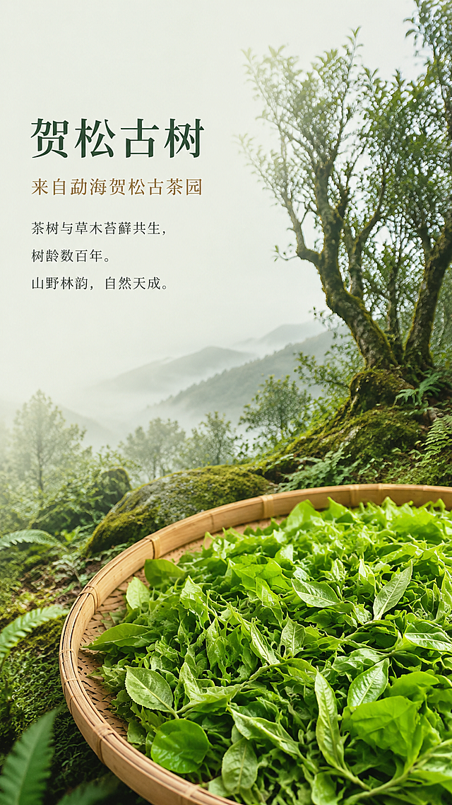 [第3屏] 产地溯源-贺松古茶园古树原料展示。本屏使用【图1】【图2】作为鲜叶原料视觉参考。
[氛围/风格] 自然山野风，低饱和绿调，大面积留白，柔和自然光，画面通透干净，高级质感，摄影级画质。
[元素布局] 画面上半部分为贺松古茶园山野意境，远处层叠山峦，近处古茶树与草木苔藓共生，树龄古老苍劲；下半部分偏右放置竹编簸箕，簸箕内铺满肥硕饱满的鲜茶叶，银毫显露，叶片翠绿鲜活；鲜叶占据画面下方约40%区域，细节清晰可见叶脉与毫毛；左侧大面积留白放置文字。
[光影质感] 上方柔和自然光漫射，茶叶表面有细腻光泽，簸箕竹编纹理清晰，整体光线均匀柔和，山野自然通透感。
[配色色系] 全局底色 #EDF0E8（浅米绿）；主色 #6B8E6A（低饱和深绿）；辅助色 #C9B896（浅棕黄）；点缀色深绿。
[视角构图] 俯视与平视结合，上半部分山野远景，下半部分鲜叶近景，阅读动线左上标题 → 中部正文 → 下方鲜叶视觉。
[文字版式] 左上标题区，主标题「贺松古树」温润宋体大号字，深绿色；副标题「来自勐海贺松古茶园」小号宋体，浅棕色；下方正文「茶树与草木苔藓共生，树龄数百年。山野林韵，自然天成。」小号宋体分行，深灰色；文字左对齐，行距宽松。
[比例分辨率] 9:16竖版比例，4K分辨率，文字清晰可辨，高清画质。
[负向提示词] 变形，水印，文字错乱，文字过小，人物出现，颜色过于鲜艳，叶片枯萎。