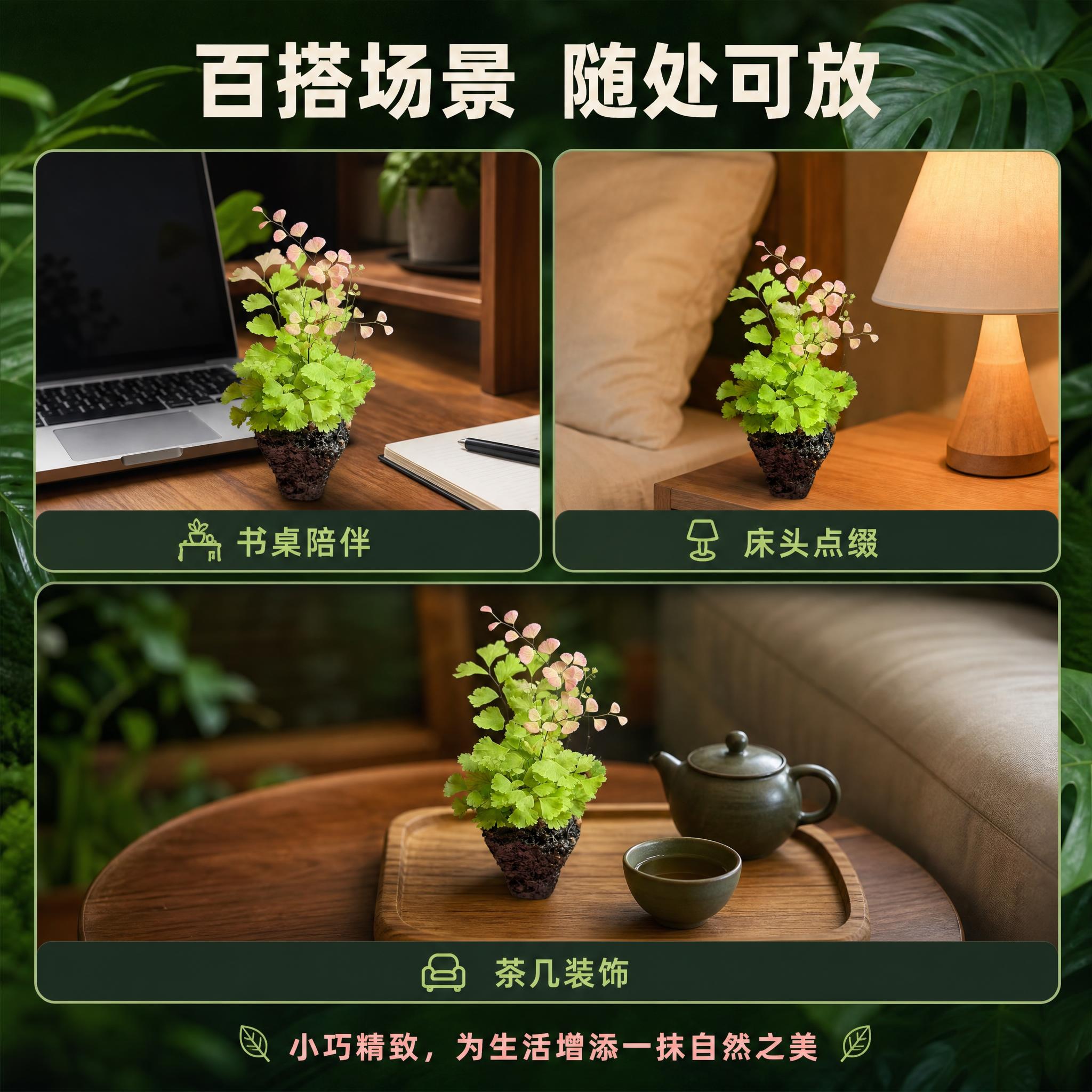 [主图-6] 多场景应用展示图，展示柔情铁线蕨在不同家居场景中… - 图片创意预览