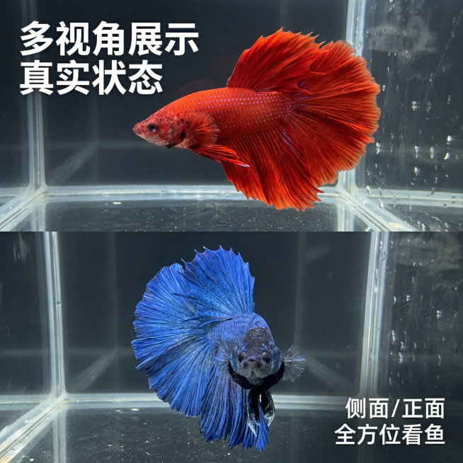 [主图 4] 泰国斗鱼双拼多角度展示
[氛围/风格] 真实自然水族氛围，色彩鲜明
[画面元素] 将画面分为上下两部分拼图，上半部分展示大红袍斗鱼侧面全景，下半部分展示大蓝袍斗鱼正面全景，背景统一为深色预览效果