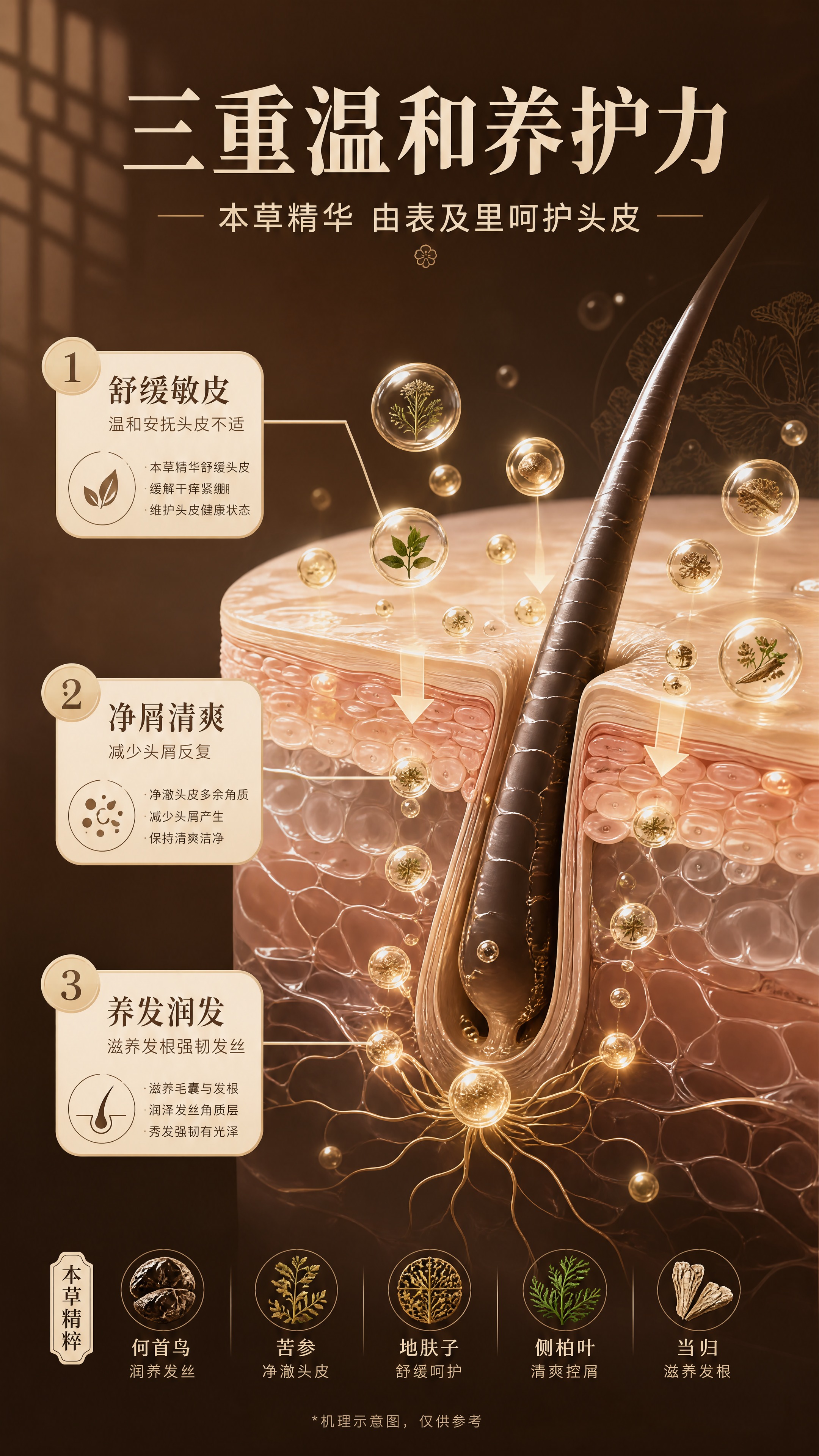 [商品] 本页为功效机理专页，以头皮发丝截面+本草精华渗透为视… - 图片创意预览