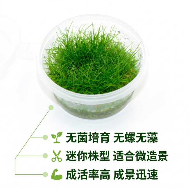 [主图 2] 迷你牛毛无菌核心卖点解析主图
[氛围风格] 洁白干净背景，清晰直观，突出卖点
[画质] 商业摄影质感，光线柔和通透，产品清晰真实，画面干净高级
[元素] 完整的迷你牛毛无菌杯放置在画面中预览效果