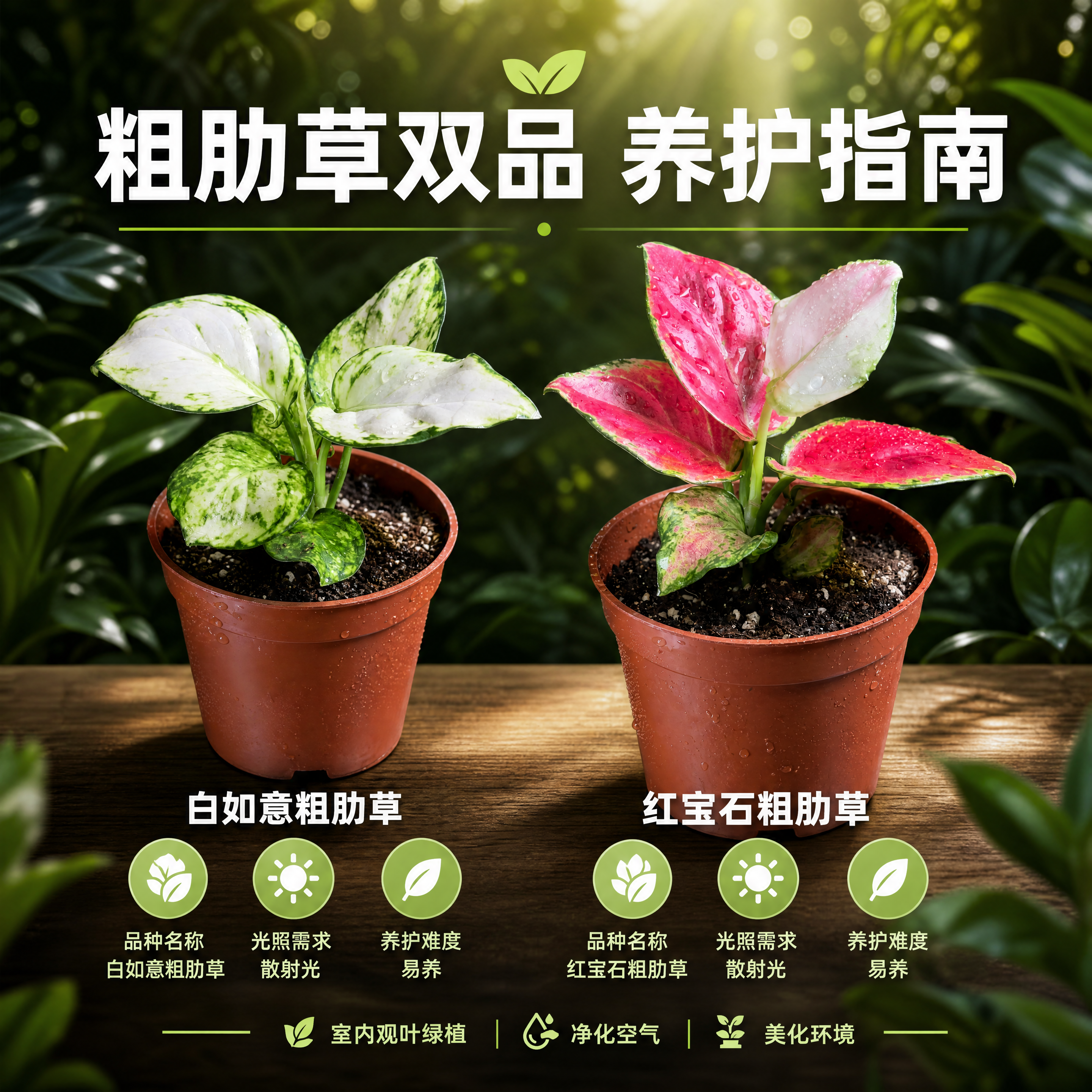 [主图-5] 白如意粗肋草和红宝石粗肋草 养护特点与规格信息图… - 图片创意预览