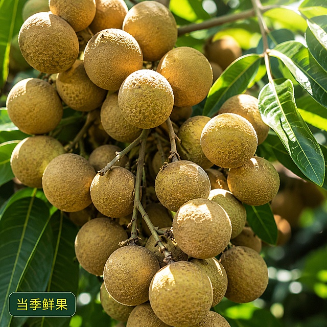[主图-6] 树上自然生长石硖龙眼近景展示，氛围风格原生果园新鲜风，画质商业摄影微距质感，光线自然通透，细节清晰真实，画面自然干净，元素饱满石硖龙眼果串挂在果树枝头，周围环绕鲜绿龙眼叶子，阳光透过叶子，保持龙眼外观形状颜色纹理和输入图一致，杜绝变形色差，精细化处理，主体占比70%，画面满屏无边框，光影自然暖阳逆光，突出果皮纹理和叶子层次，配色黄褐色果实+鲜绿叶子+深色背景，平视景深，主体清晰背景虚化，文字版式左下角深绿色底黄字"当季鲜果"，文字小不遮挡主体，清晰可读，1:1比例，超高清商业摄影质感，文字清晰，负向提示词变形，文字错乱，产品图模糊，背景杂乱，水印，电商平台Logo