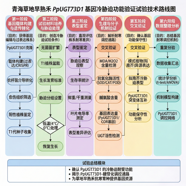 青海草地早熟禾PpUGT73D1基因冷胁迫功能验证试验技术路线图，包含基因载体构建与遗传转化（目的：获得基因编辑与过表达株系）、试验材料培养与胁迫处理（目的：创造冷胁迫试验条件）、表型鉴定（目的：直观预览效果