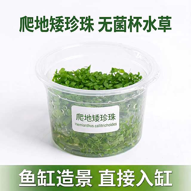 [主图 1] 爬地矮珍珠无菌杯水草首图，遵循参考图一构图和版式，模仿图一的文字排版设计，产品为图二的爬地矮珍珠无菌杯水草。
[氛围风格] 自然生态风格，干净简洁商业主图；
[画质] 8K高清微距摄影，商业摄影质感，光线柔和通透，产品清晰真实，水珠附着细节清晰，画面干净高级，精细化处理爬地矮珍珠叶片纹理。保持爬地矮珍珠无菌杯产品外观（物理结构、材质质感、颜色）与输入产品图二绝对一致，杜绝任何变形和色差。商品主体占比严格控制在60%-80%之间，画面满屏无边框。
[光影] 正面柔和布光，主光均匀照亮产品，突出水草鲜嫩翠绿质感，水珠高光自然，背景明亮干净，暗部有层次无死黑，整体通透不灰蒙。
[配色] 纯白色背景，主色调为水草自然绿色，文字配色参考图二产品的绿色制定，深绿文字配白色背景形成强烈对比，清晰易读。
[视角构图] 平视中心构图，主体居中，轮廓完整不裁切，景深适中，背景纯净突出主体产品。
[文字版式] 顶部居中大字主文案“爬地矮珍珠 无菌杯水草”，绿色粗体无衬线字体，和参考图一字体排版一致；产品杯身中部贴白色标签，标签内写“爬地矮珍珠”和对应的拉丁学名，绿色字体；底部绿色渐变通栏，通栏内白色大字“鱼缸造景 直接入缸”，排版和参考图一保持一致，文字均放在对应区域不遮挡产品主体，文字清晰锐利。
[比例分辨率] 1:1比例，2048x2048像素，2k分辨率，文字清晰可辨，超高清画质。
[负向提示词] 变形，水印，文字错乱，产品图模糊，背景杂乱，水珠丢失细节，叶片纹理模糊，文字遮挡主体，配色刺眼，牛皮癣，非绿色文字，背景不干净。