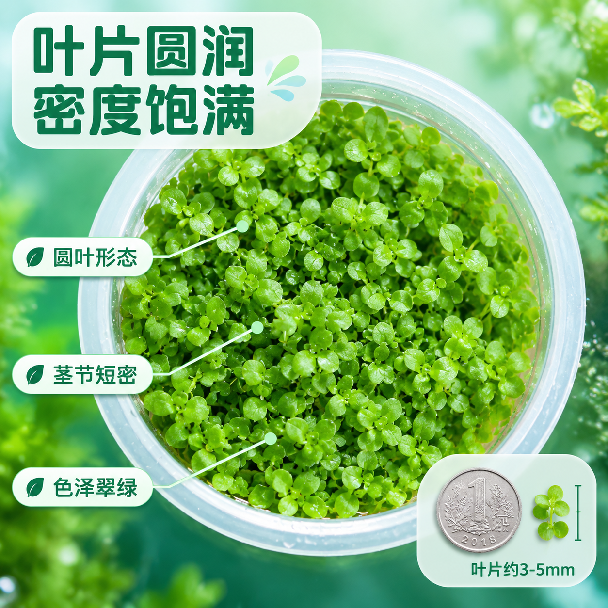 [主图-5] 细节特写 叶片形态 植株密度 [统一基调] 清新… - 图片创意预览