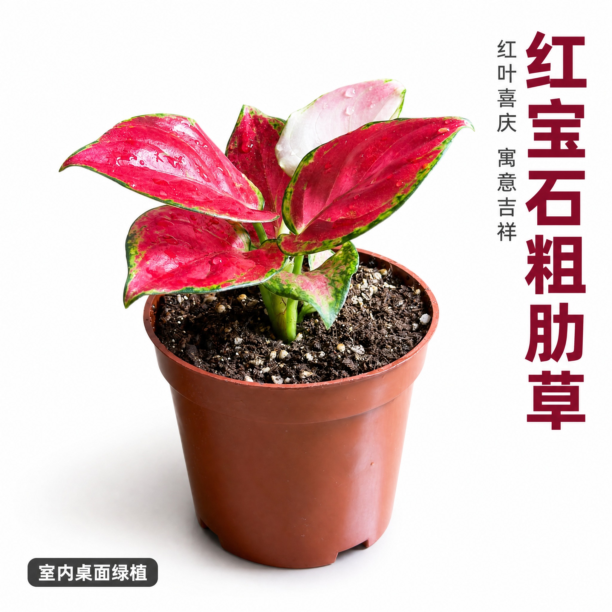 [主图-3] 红宝石粗肋草单品白底主图 突出红色叶片的艳丽色彩… - 图片创意预览