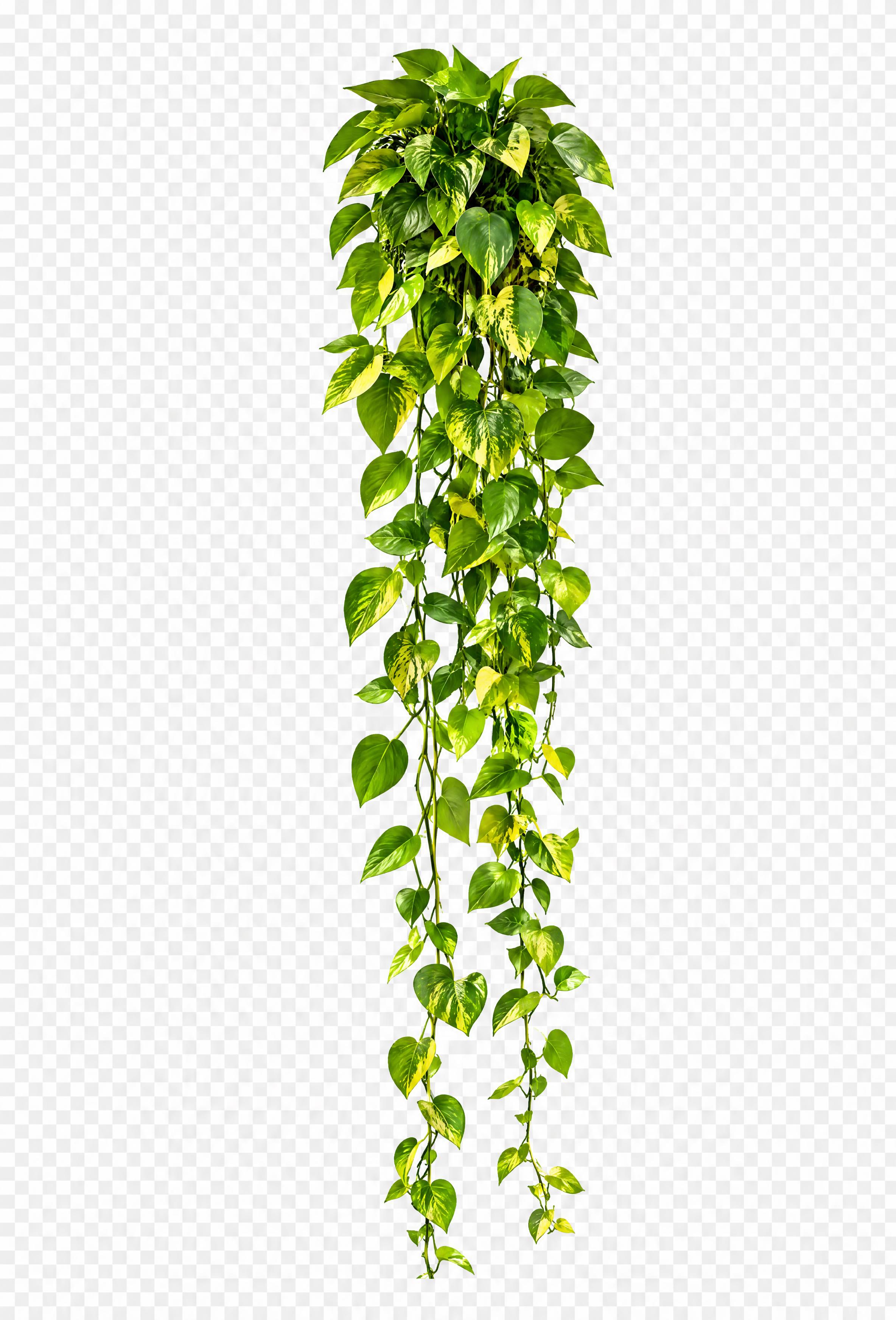 从这张图中精确提取出置物架上垂下来的绿色藤蔓植物（绿色拱形墙架… - 图片创意预览