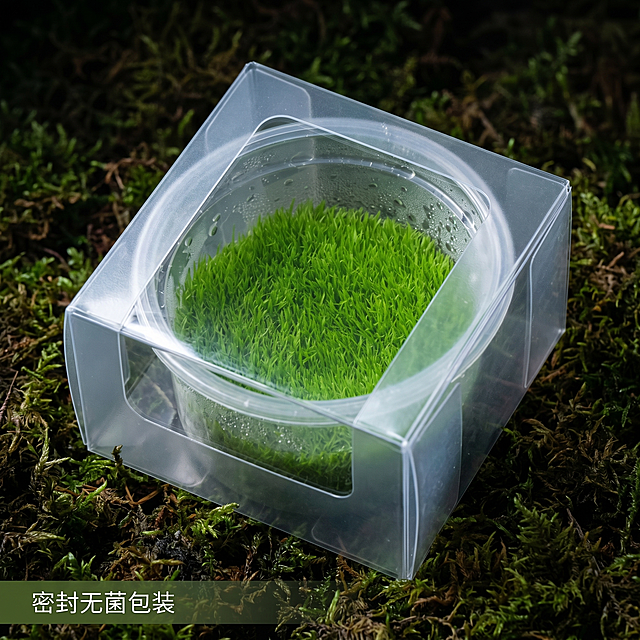 [主图 7]产品包装展示，原装无菌盒整体呈现。
[氛围风格]真实开箱质感，自然暗黑风格；
[画质]商业摄影质感、光线柔和通透、产品清晰真实、画面干净高级。
[元素]完整的盒装挖耳草斜放在深色森林苔藓背景上，包装完整，顶部透明开窗展示内部翠绿水草，整体立体感强。保持挖耳草产品和原图外观颜色一致，精细化处理。主体占比约65%。
[光影]侧光突出包装立体感，水草翠绿鲜亮。
[配色]深绿背景，翠绿水草，透明包装，干净自然。
[视角构图]45度斜拍，中心构图，背景虚化突出主体。
[文字版式]左下角标注“密封无菌包装”白色文字，深色半透底，清晰不遮挡。
[比例分辨率]1:1 比例，2k 分辨率，文字清晰可辨，超高清。
[负向提示词]变形，水印，文字错乱，产品图模糊，背景杂乱，牛皮癣，配色刺眼，遮挡主体。