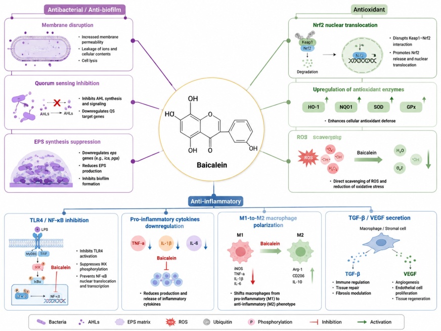 Pharmacological mechanism diagram for review article in Cell/Nature Chemical Biology style, showing预览效果