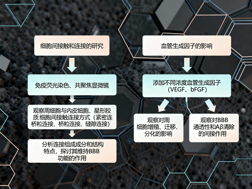 依照下面的话绘制一个流程图：1.细胞间相互作用的分子基础（细胞间接触和连接的研究）：利用免疫荧光染色、共聚焦显微镜等技术，观察周细胞与内皮细胞、星形胶质细胞之间的接触和连接方式，包括紧密连接、桥粒连接预览效果