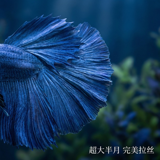 [主图 2] 
[主图主题] 大蓝袍斗鱼尾鳍细节展示
[氛围/风格] 高端静物摄影，特写光影，细腻质感
[画面元素] 保持斗鱼外形和颜色完全不变，特写拍摄大蓝袍展开的半月尾鳍，聚焦尾鳍边缘和拉丝细节，预览效果