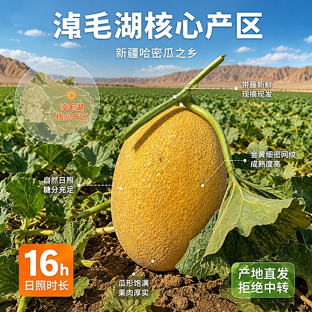 [主图-2] 淖毛湖哈密瓜产地溯源与核心亮点图。
[氛围风格] 新疆产地果园实景 自然真实 信任感强 产地溯源风。
[画质] 商业摄影质感 高清实拍 细节丰富 画面通透。
[元素] 画面中央偏右位置一颗完整的金黄哈密瓜带瓜藤叶片 瓜形饱满 瓜纹细密清晰。背景是新疆淖毛湖哈密瓜种植基地实景 成排的哈密瓜藤蔓延在田垄上 远处是戈壁滩和蓝天 阳光普照。画面左侧叠加一个半透明的圆形产地地图轮廓 标注"淖毛湖核心产区"。以哈密瓜为中心 用极细的白色虚线引线连接四个部位说明 上方引线指向瓜藤"带藤新鲜 现摘现发" 右侧引线指向瓜皮"金黄细密网纹 成熟度高" 下方引线指向瓜底"瓜形饱满 果肉厚实" 左侧引线指向瓜身"自然日照 糖分充足"。保持哈密瓜外观与输入产品图完全一致 颜色 瓜纹 形状均不变 精细化处理。商品主体占比约50%。画面满屏无边框 产地场景真实自然。
[光影] 正午自然阳光 顶光偏侧 光线充足强烈 符合新疆日照特点 瓜皮高光明显 网纹阴影清晰 整体明亮通透 暖色调。
[配色] 主色金黄（瓜）翠绿（瓜田） 辅色天蓝 土黄（戈壁） 文案色白色+深橙色。
[视角构图] 平视略俯视角度 哈密瓜居中偏右 左侧产地信息 背景瓜田向远处延伸有纵深感 景深较大 远近都清晰 展现产地规模。
[文字版式] 顶部居中大标题"淖毛湖核心产区" 白色粗体大字 下方一行小字"新疆哈密瓜之乡" 浅白色。四个引线说明文字均为白色小号字体 带轻微黑色描边保证可读性。左下角一个橙色圆角标签 内有超大数字"16h" 白色 下方小字"日照时长" 突出产地优势。右下角绿色圆角标签"产地直发 拒绝中转" 白色文字。
[输出要求] 1:1比例 文字清晰锐利 超高清商业摄影质感。
[负向提示词] 变形 文字错乱 产品图模糊 背景杂乱 水印 电商平台Logo 人物面部 多余肢体。