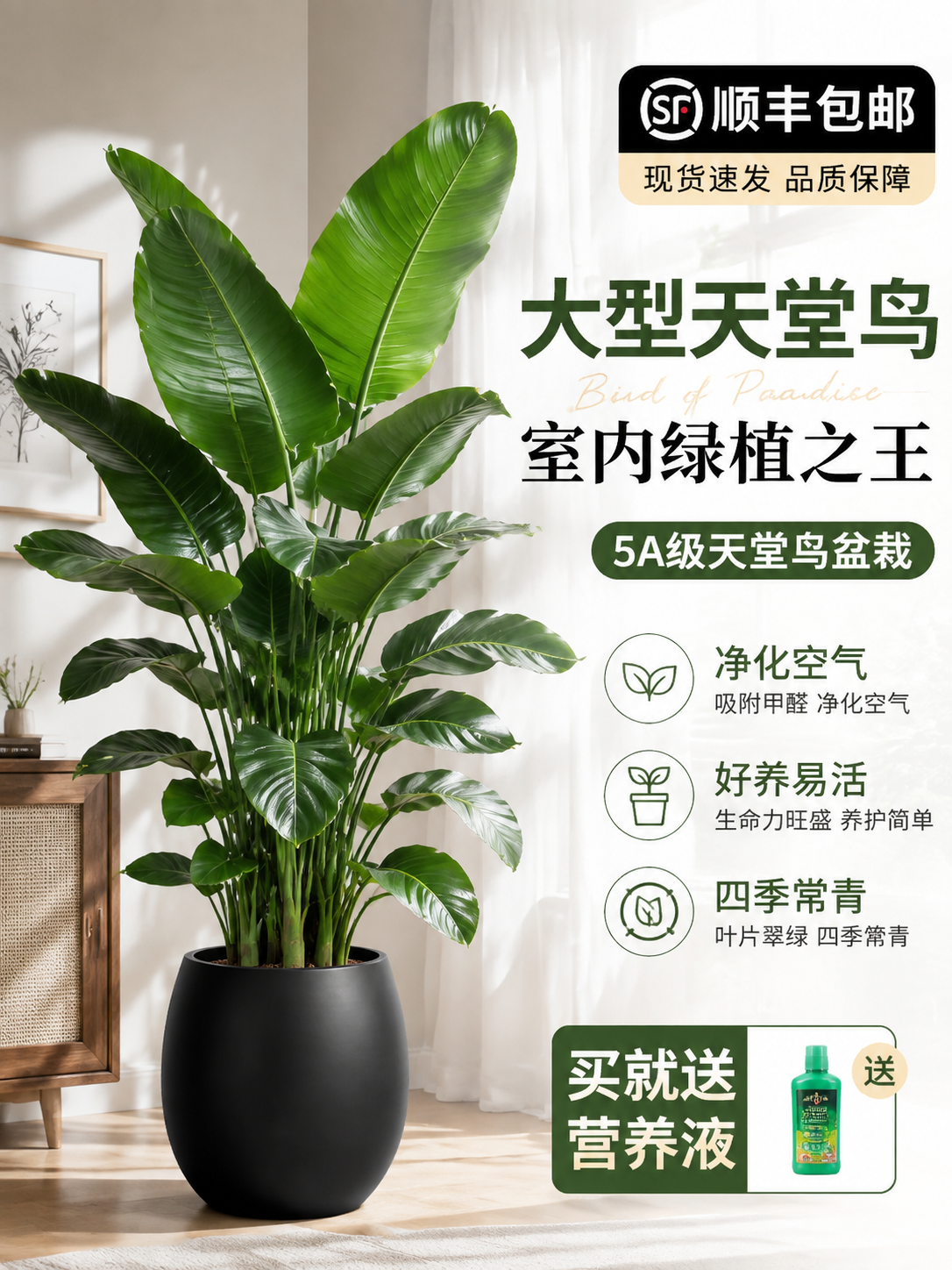 淘宝天猫电商主图，3:4竖版，5A级天堂鸟绿植盆栽，叶片茂盛翠… - 图片创意预览