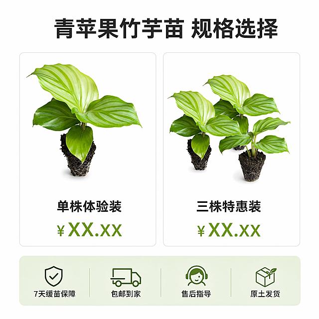 电商主图第十张，青苹果竹芋苗规格选择与服务承诺图。纯白背景。上方居中大号粗体字写"青苹果竹芋苗 规格选择"。中间横向排列两个规格卡片：左侧卡片展示单株穴盘苗图，下方写"单株体验装"和价格占位符；右侧卡片展示三株组合图，下方写"三株特惠装"和价格占位符。底部通栏半透明浅绿底，横向排列四个服务图标加文字："7天缓苗保障"、"包邮到家"、"售后指导"、"原土发货"。商业摄影质感，整体排版清晰有序。1:1正方形构图，超高清2K画质，文字清晰可读。保持青苹果竹芋苗外观与输入产品图绝对一致，杜绝变形和色差。