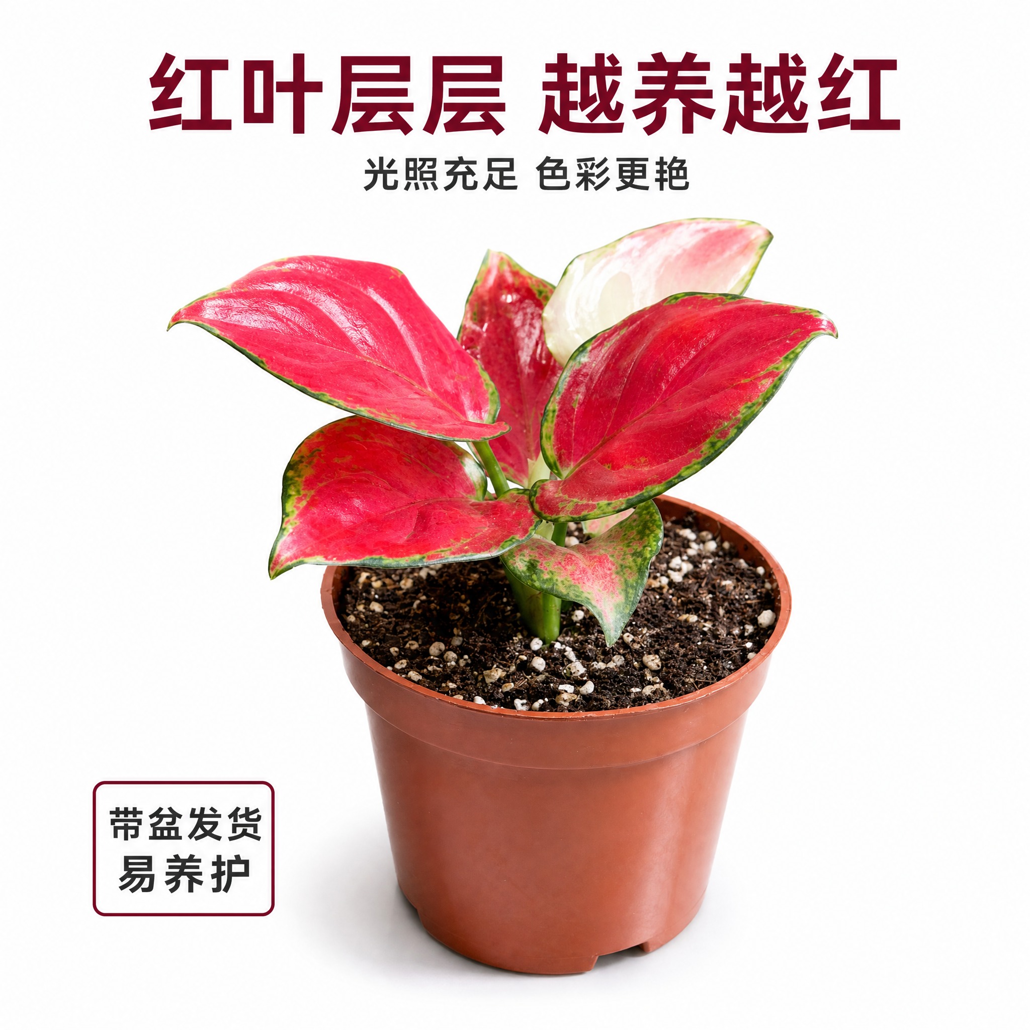 [主图-7] 红宝石粗肋草侧面视角 展示植株整体形态与红叶层次… - 图片创意预览