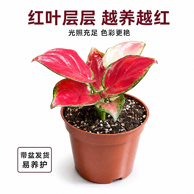 [主图-7] 红宝石粗肋草侧面视角 展示植株整体形态与红叶层次。[统一基调] 纯白背景 商业摄影棚拍风格 真实高级质感 柔和均匀顶光 产品底部带自然接触阴影 字体为简洁无衬线粗体 主标题酒红色 辅助文字深灰色。[画面] 画面中央放置一盆红宝石粗肋草 保留原棕色塑料育苗盆 侧面45度视角 展示植株的高度层次和叶片生长方向 红色叶片向不同方向舒展 株型饱满 新叶与老叶色彩有自然渐变 主体占画面约60% 背景纯净白色 花盆完整可见 土壤颗粒清晰。[光影质感] 专业影棚柔光布光 主光从右侧照射 叶片层次分明 前后叶片有自然虚实关系 红色叶片在光线下通透有光泽 花盆侧面有明暗过渡 底部有柔和接触阴影 立体感强 真实植物摄影质感。[配色] 纯白背景 #FFFFFF 主标题酒红色 辅助文字深灰色。[文字版式] 画面顶部居中主标题「红叶层层 越养越红」 下方小字「光照充足 色彩更艳」 画面左下角标注「带盆发货 易养护」小标签 文字均放在负空间不遮挡主体。[输出要求] 1:1正方形 2048x2048 2K高清 产品清晰锐利 文字清晰可读 无变形 无错字 无水印 无平台Logo 无多余杂物。