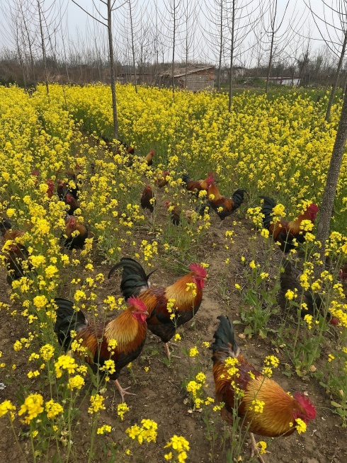 在油菜花地里增加一些大公鸡，增加的大公鸡比例要符合实际，要与油菜花地有遮挡和互动，数量多一些预览效果