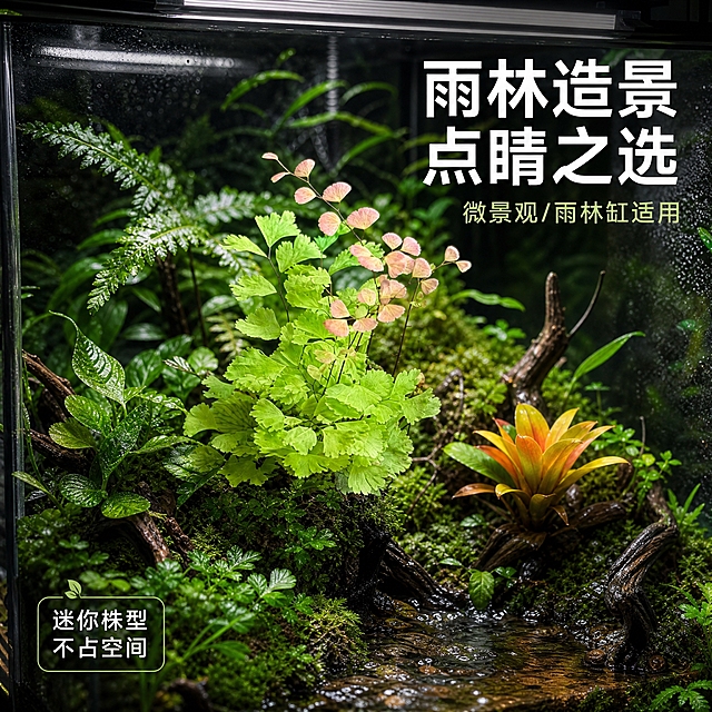 [主图-3] 热带雨林造景场景展示图，呈现柔情铁线蕨融入雨林缸/微景观的实际效果。将产品放入玻璃雨林缸造景中。
[统一基调] 热带雨林真实质感，深绿色系为主，搭配蕨类植物的嫩绿与粉红叶色，自然柔和散射光，整体氛围湿润清新、微观生态感强；字体采用简洁现代无衬线体，主标题白色加粗，辅助文字浅绿或白色，画面干净不杂乱。
[画面] 画面展示一个玻璃雨林缸的局部造景，柔情铁线蕨种植在缸内的苔藓背景中，旁边搭配其他迷你观叶植物、小型积水凤梨、苔藓和枯木枝条，构成完整的热带雨林微观生态。主体铁线蕨位于画面视觉中心偏左，占比约40%，周围造景元素丰富但不抢主体。缸壁有细微水雾，顶部有植物灯的柔和光线照射，底部有溪流或小水洼反光。
[光影质感] 顶部柔和植物灯光线，缸内湿度高形成漫射光，植物叶片湿润有光泽，苔藓蓬松有质感，玻璃缸壁有真实反光与水雾，整体造景真实自然，商业摄影质感。
[配色] 多层次绿色为主，点缀粉红、橙黄（小型凤梨）、棕褐（枯木）、透明水色，整体色调浓郁湿润，热带雨林生态感强。
[文字版式] 右上角主标题「雨林造景 点睛之选」白色加粗，下方小字「微景观/雨林缸适用」，左下角标签「迷你株型 不占空间」，文字放在画面角落负空间。
[输出要求] 1:1正方形，产品清晰可辨，造景层次丰富，文字清晰可读，无变形、错字、模糊、水印、平台Logo。