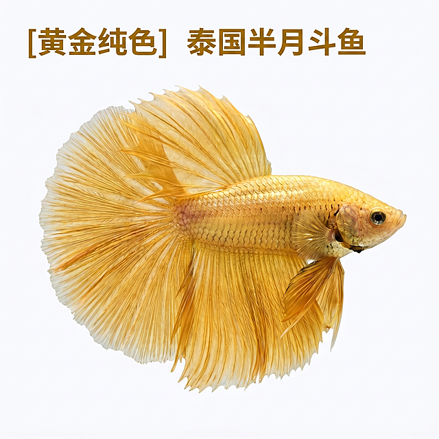 [主图 1] 泰国半月斗鱼商品首图
[氛围风格] 干净简约商业水族风格，突出斗鱼优美体态
[画质] 商业摄影质感、光线柔和通透、斗鱼纹理清晰真实、画面干净高级
[元素] 黄金纯色泰国半月斗鱼居中展示，夸张超大扇形尾鳍完全展开，保持斗鱼外观（物理结构、鳞片质感、颜色）与输入产品图绝对一致，杜绝任何变形和色差，精细化处理鱼尾纹理。纯白色干净背景，商品主体占比约70%，画面无边框满铺，无任何人物出现
[光影] 顶侧柔光为主，均匀照亮斗鱼全身轮廓，鳞片和鱼尾出细腻高光，背景纯白无阴影，整体干净通透
[配色] 纯白色背景主调，斗鱼本身黄金暖黄色作为主体颜色
[视角构图] 水平平视角度，斗鱼为唯一视觉焦点，轮廓完整不裁切，景深较浅突出主体
[文字版式] 左上负空间左对齐留安全边距，主标题 "[黄金纯色] 泰国半月斗鱼"，深金色粗体字，与背景形成清晰对比，无其他多余文案，简约干净
[比例分辨率] 1:1 比例，2k分辨率，文字清晰锐利，画面超高清
[负向提示词] 变形，水印，文字错乱，产品图模糊，背景杂乱，有人物，色差，鱼尾残缺