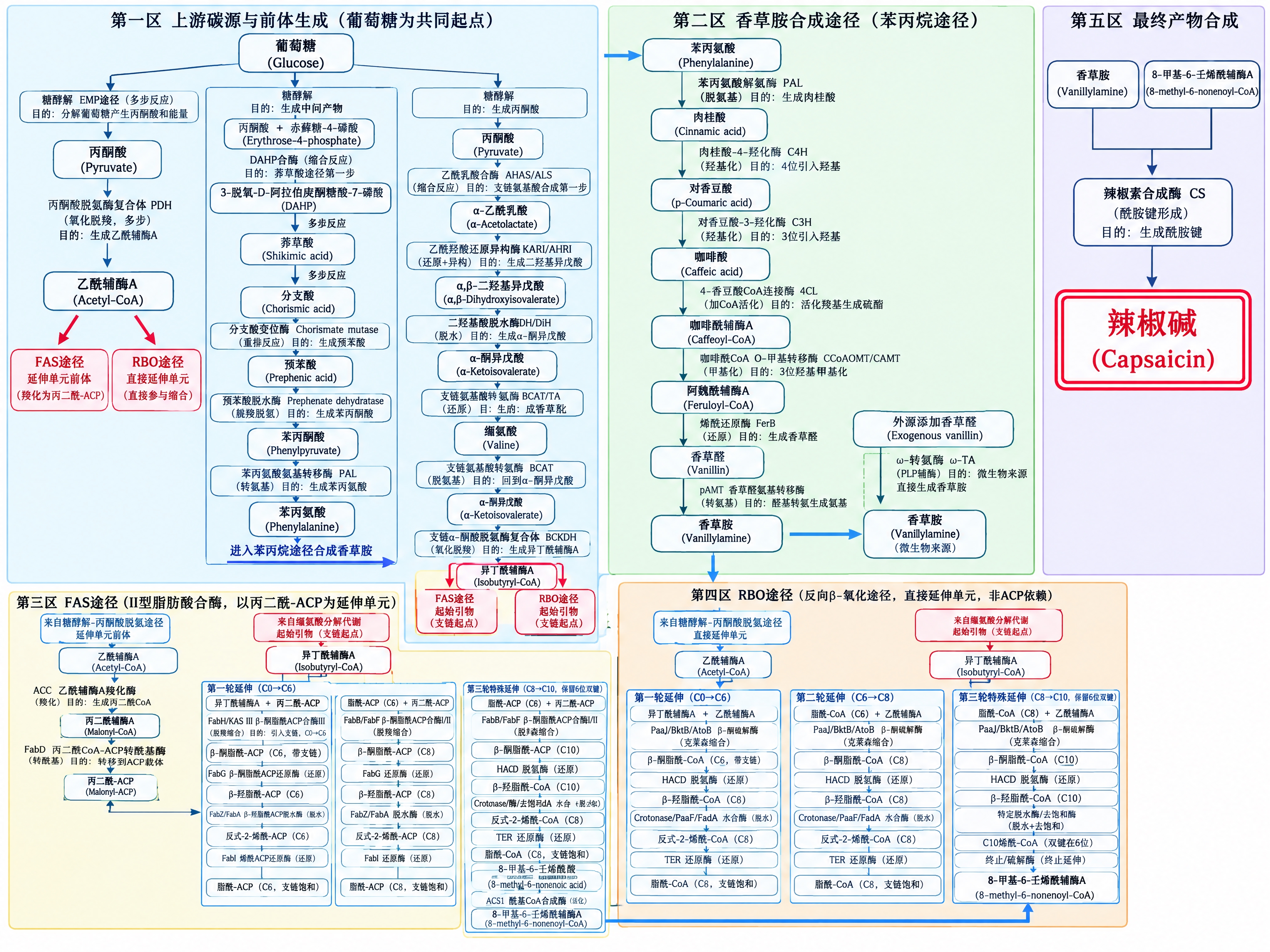 一张极其详细完整的辣椒碱生物合成途径学术流程图，超宽横向排版，… - 图片创意预览