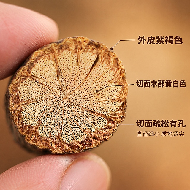 [主图-2] 夜交藤切面细节特写 亮点证明图
[氛围风格] 微距质感写实风，突出切面纹理细节，专业品质感
[画质] 商业微距摄影质感、超高清晰度、纹理分明、画面干净高级
[元素] 画面主体为一根夜交藤的横截面特写，切面呈圆形，外皮紫褐色，切面木部黄白色，质地疏松呈放射状纹理，中间有明显孔洞，直径细小，切面细节与参考图完全一致。切面由两根手指轻轻捏住固定，手指虚化处理。背景为纯净的暖棕色渐变背景，简洁不抢主体。右侧负空间放置卖点文字和引线标注。保持夜交藤切面外观（即纹理结构、颜色、孔洞形态、材质质感）与输入参考图绝对一致，杜绝任何变形和色差，精细化处理。商品主体（切面）占比约70%。画面满屏无边框。
[光影] 柔和侧光从左侧照射切面，突出放射状纹理的立体感，孔洞处有自然阴影，边缘轮廓光勾勒形状，整体光线均匀通透，细节丰富
[配色] 主色调暖棕色渐变背景，产品色紫褐外皮+黄白切面，文字色深褐色，色调统一凸显产品本色
[视角构图] 正面平视切面角度，切面居中偏左，右侧留白放文字，景深极浅突出切面细节
[文字版式] 右侧负空间上下排列三个卖点，每个卖点用细引线指向切面对应部位。上方引线指向外皮："外皮紫褐色"深棕色粗体；中间引线指向木部："切面木部黄白色"中棕色；下方引线指向中心孔洞："切面疏松有孔"深棕色。底部小字"直径细小 质地紧实"浅棕色。文字均为无衬线字体，左对齐，不遮挡主体
[输出要求] 1:1比例，文字清晰锐利，画面超高清微距摄影质感
[负向提示词] 变形，文字错乱，产品图模糊，背景杂乱，水印，电商平台Logo，出现中药材、种植、野生、晒干、日晒、干片、干度、批发、零售、矿石、原矿、大片、片大等字样