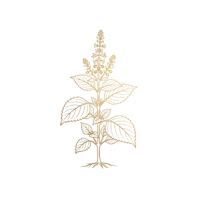 紫苏籽植物的线条型插画，线条为烫金色，背景为纯白色，简约风格的植物线条画预览效果