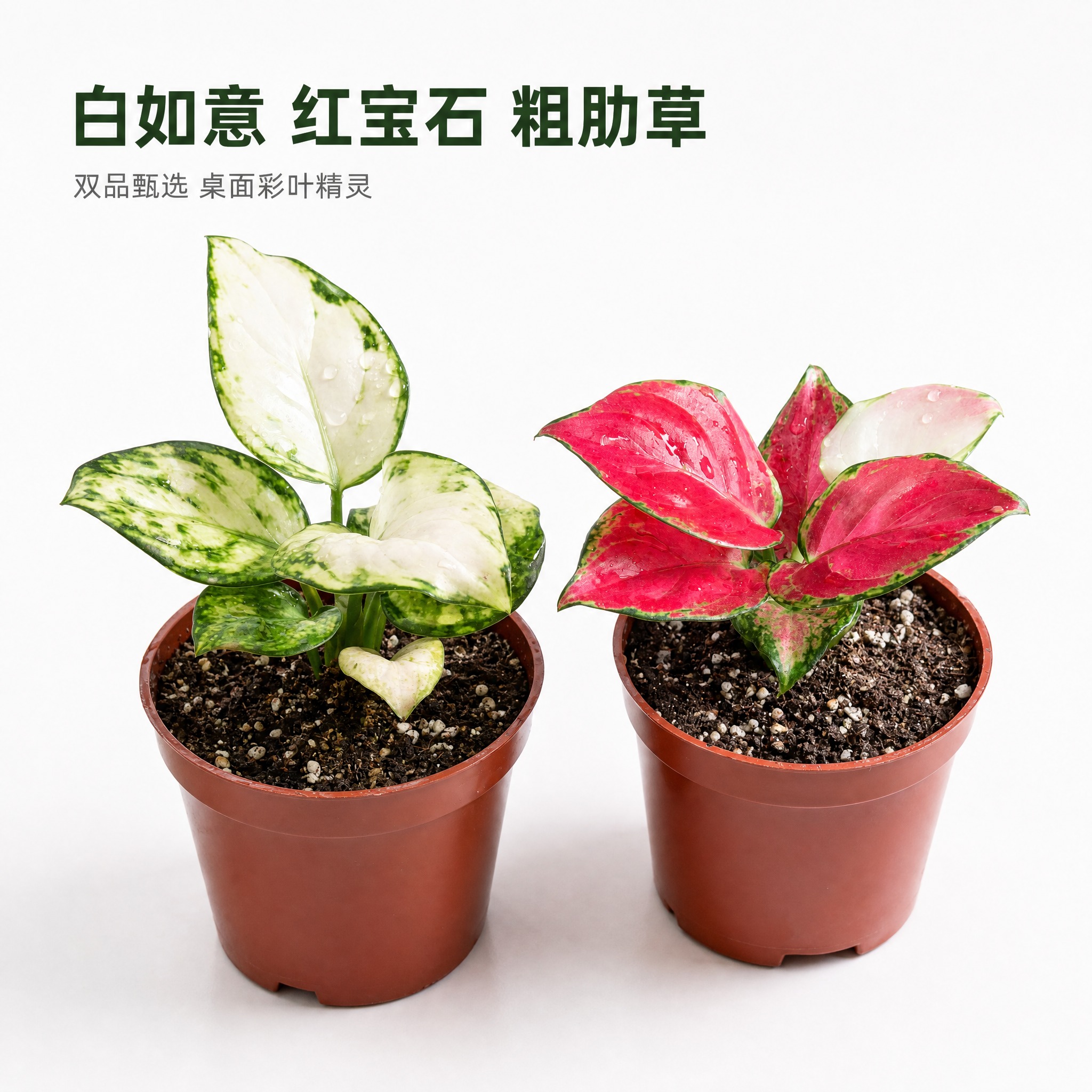 [主图-1] 白如意粗肋草和红宝石粗肋草双品展示主图，亮白色背… - 图片创意预览