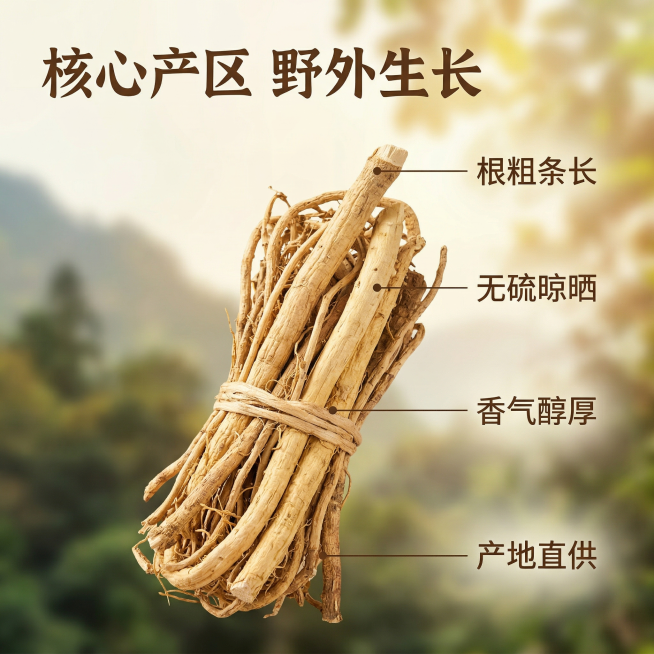 五指毛桃干货电商主图卖点溯源页，中式养生质朴风格，自然暖光，背景为山林采挖场景虚化效果，画面中心摆放一捆五指毛桃干货，用纤细引线分别连接产品不同部位标注卖点：“根粗条长”“无硫晾晒”“香气醇厚”“产地预览效果