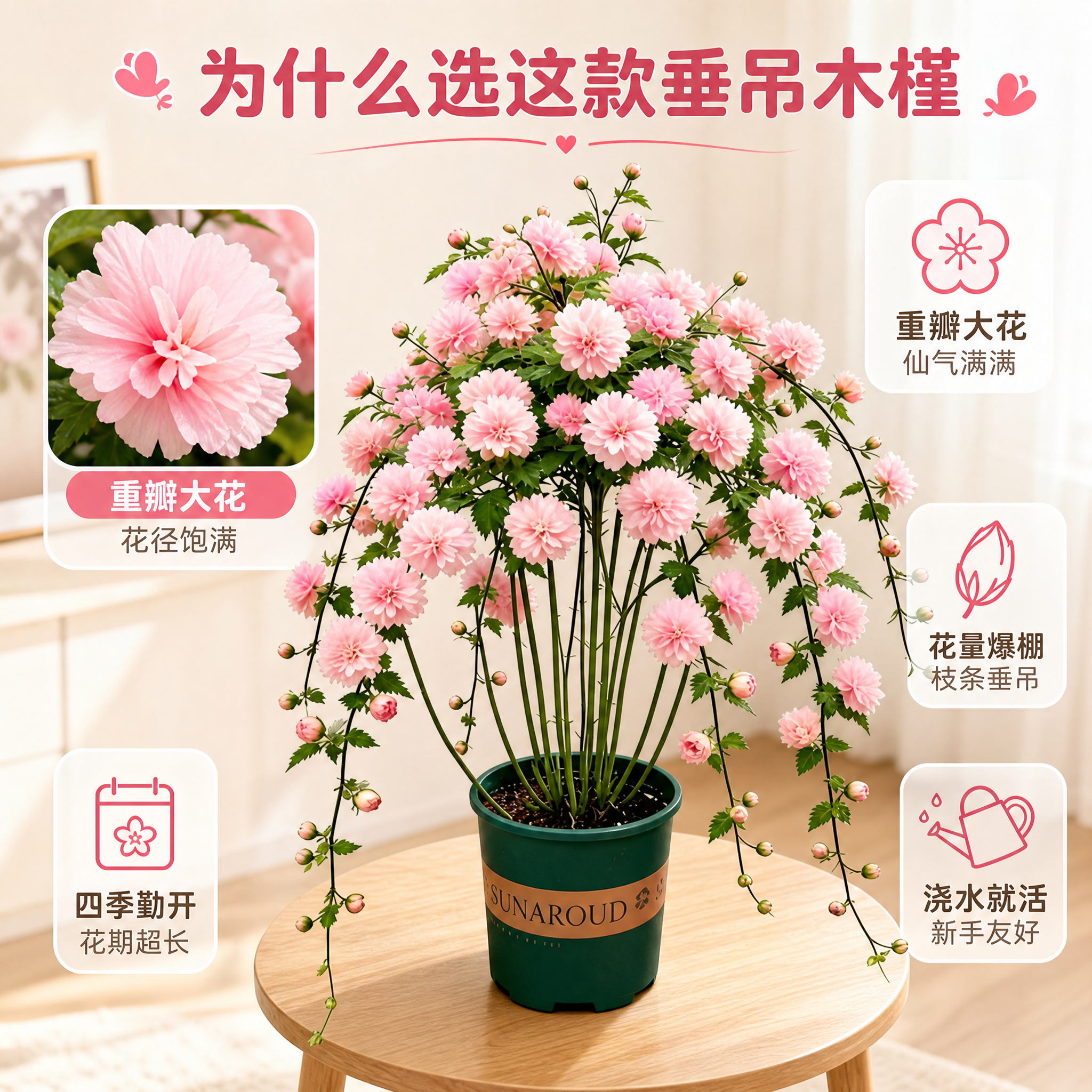 [主图-2] 主题：重瓣垂吊木槿 卖点信息图 花型细节+好养优… - 图片创意预览