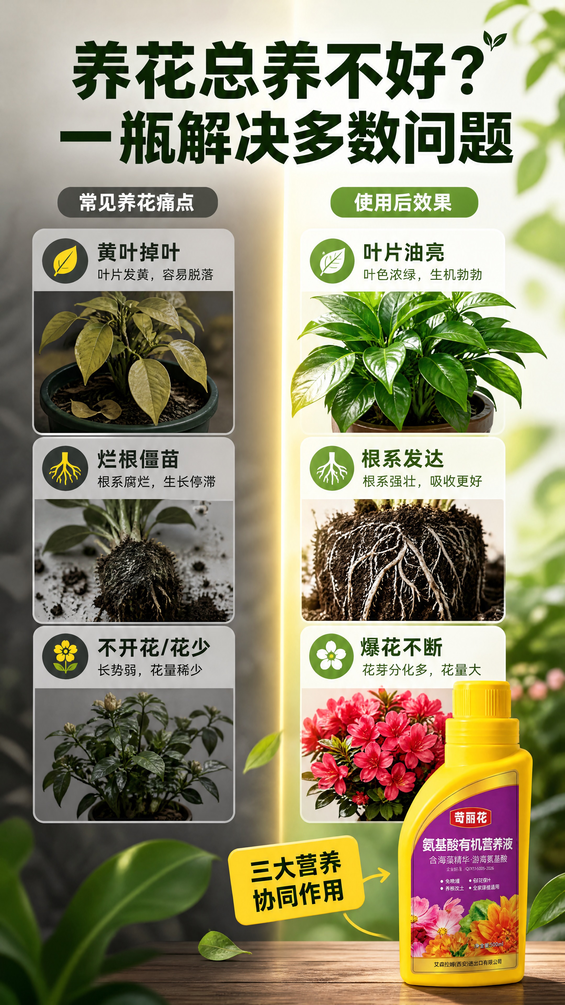 [商品] 使用【图1】苛丽花氨基酸有机营养液黄色瓶身；保留瓶身… - 图片创意预览
