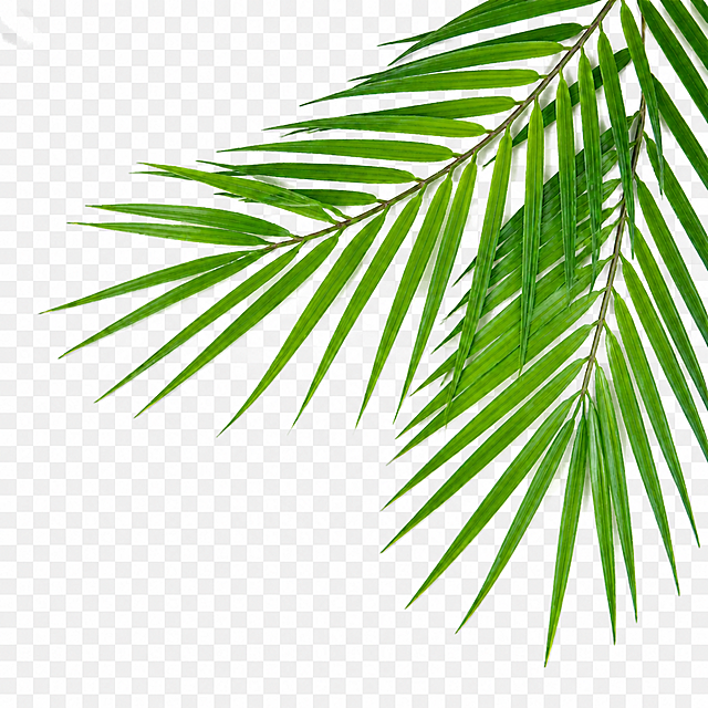 去掉图片的白底背景，修改为透明底色，保留棕榈枝叶的内容和清新写实风格不变