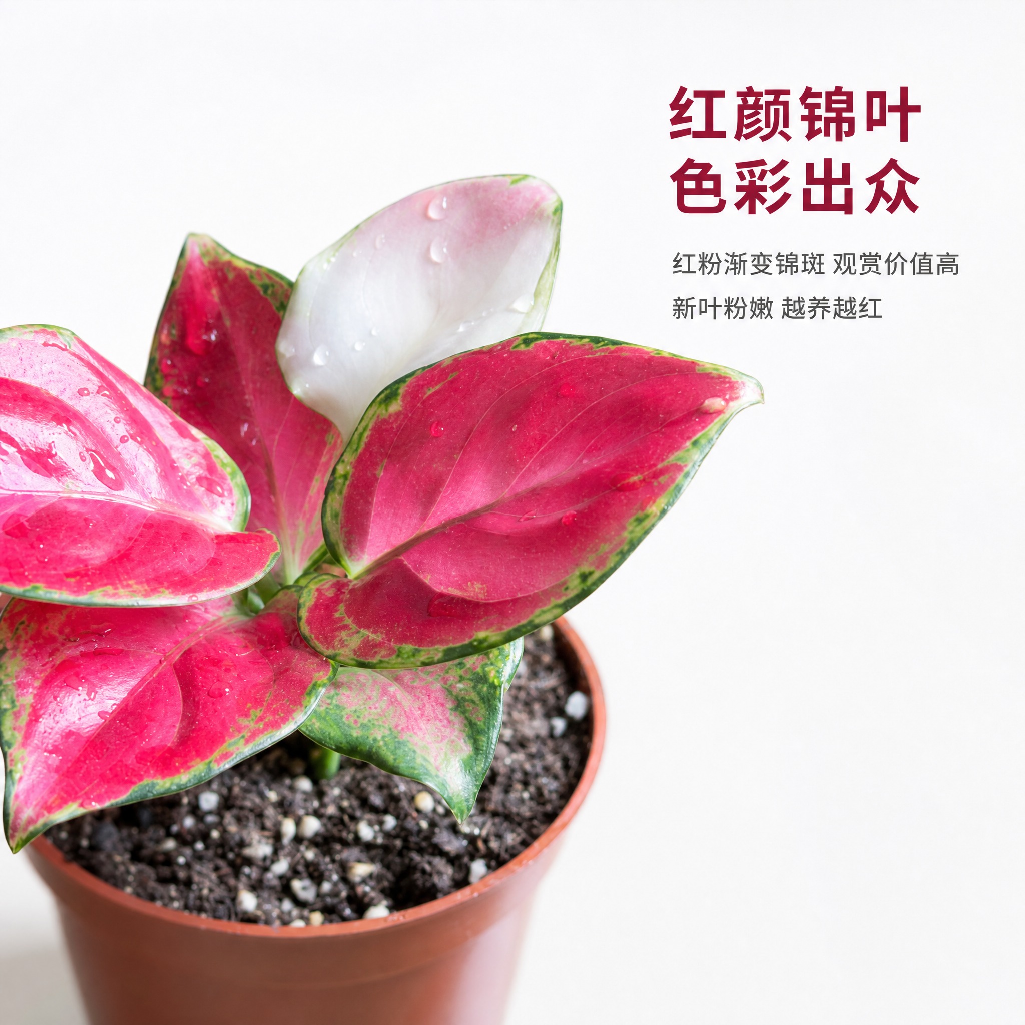[主图-5] 红宝石粗肋草叶片细节特写图，展示红粉锦斑与色彩层… - 图片创意预览