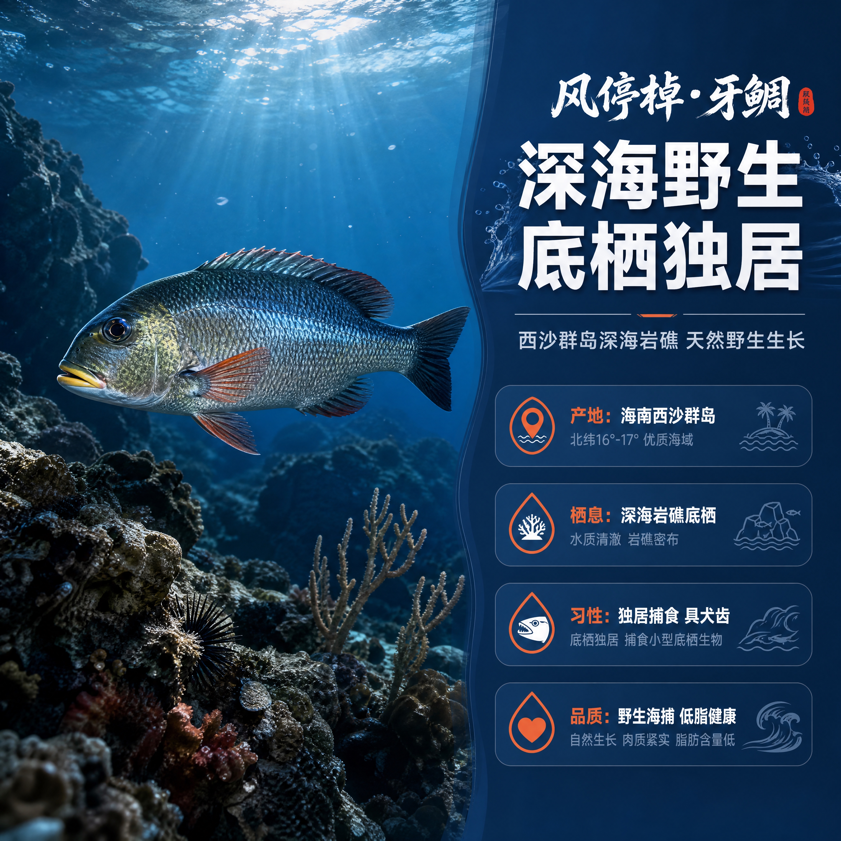 [商品] 使用【图1】牙鲷鱼产品图；保留鱼身银蓝鳞片、红鳍、黄… - 图片创意预览