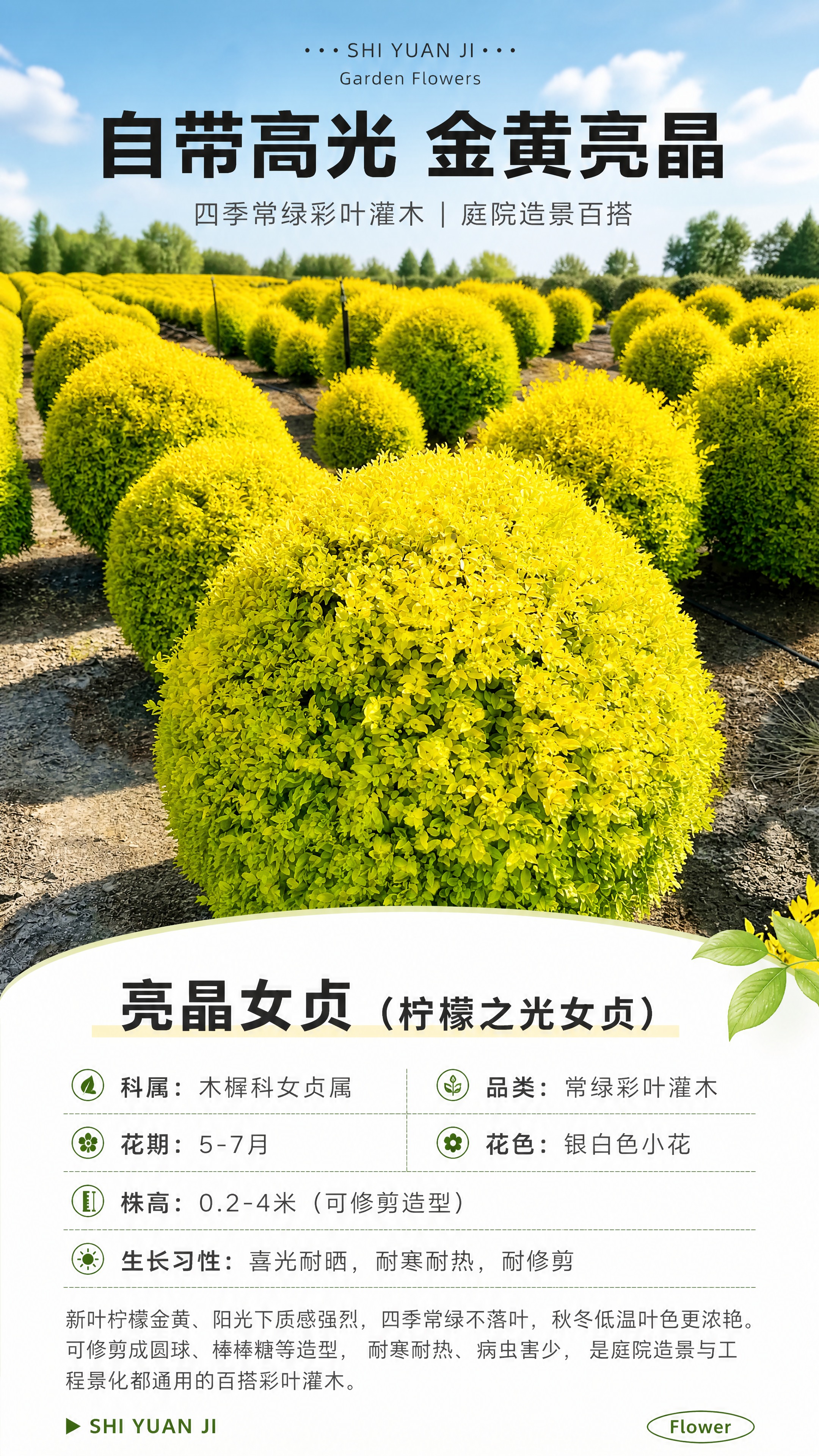 [商品] 使用【图1】亮晶女贞球（柠檬之光女贞）；保留圆润球形… - 图片创意预览
