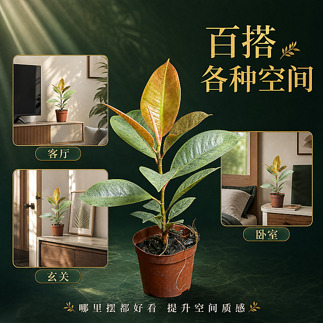 [主图-8] 多场景适配展示图 展示雀斑小姐适合摆放的各种家居空间
[统一基调] 高端雨林森系风格 深墨绿与翡翠绿渐变主背景 金色与米白辅助色 衬线粗体大标题 轻奢高级质感 自然光从左上方斜射 丁达尔光束效果
[画面] 画面采用一主三小的构图 中央大图是雀斑小姐橡皮树的精美特写 占画面40% 周围三个小方图分别展示不同摆放场景 左上角小图 客厅电视柜旁 右上角小图 卧室床头柜上 左下角小图 玄关边柜上 每个小图都是真实的家居场景 绿植自然融入其中 用金色细线边框分隔 背景是深墨绿色渐变 整体传达百搭适配各种空间的卖点
[光影质感] 主图商业摄影质感 小图场景自然光质感 整体光影统一 都是柔和的室内自然光 色调一致 有系列感
[配色] 背景深墨绿色 小图边框金色 标题金色 说明文字米白色 整体统一高级
[文字版式] 右侧金色衬线大标题「百搭各种空间」 下方三个小图下方分别标注「客厅」「卧室」「玄关」 底部米白色小字「哪里摆都好看 提升空间质感」 文字布局清晰 不遮挡主体
[输出要求] 1:1正方形 2048px 文字清晰 场景丰富 负向：变形 错字 模糊 水印 平台Logo 人物 拼贴痕迹重